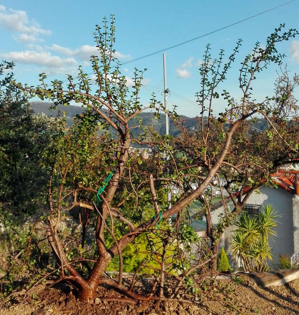 La Crassula ovata a qualche giorno dall'impianto