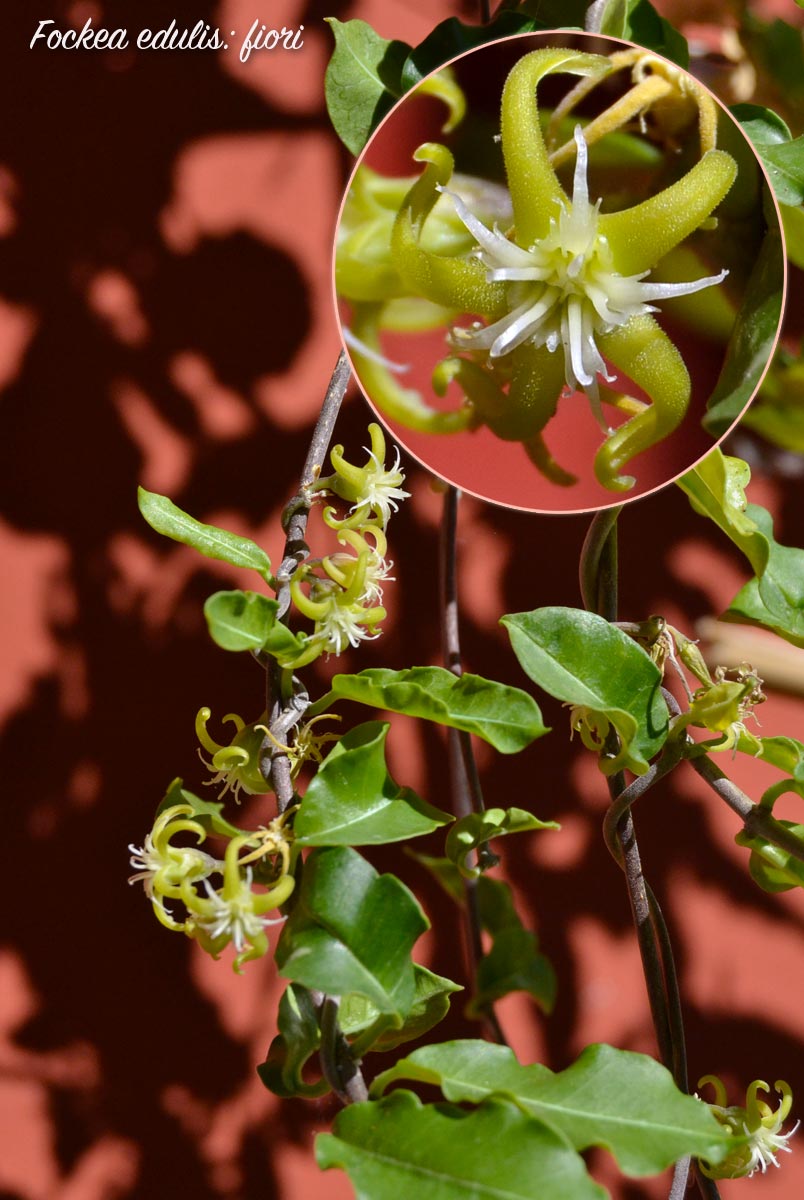 Fockea edulis