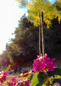 Lantana