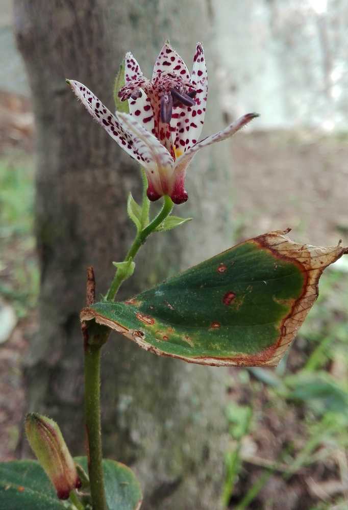 L'orchidea rustica (Tricyrtis) vince la sua sfida di sopravvivenza e fiorisce