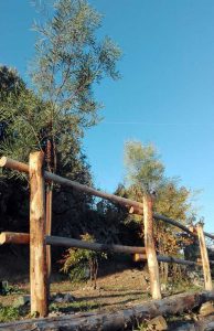Terrazza Bocage: tra Mimmo e Rosa si intravvede una nandina domestica, acquistata insieme ai piccoli alberi da frutto