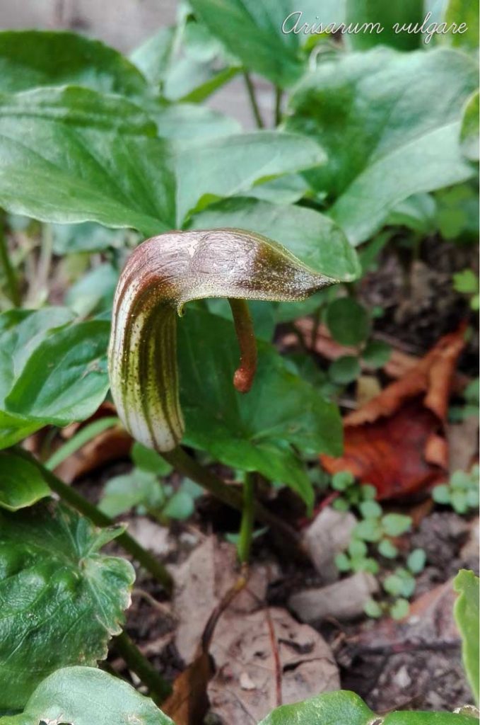Arisarum vulgare