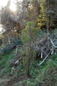 Il Pinetto, poi Pinone, di Maurizio e Laura (in realtà Thuja sp.)