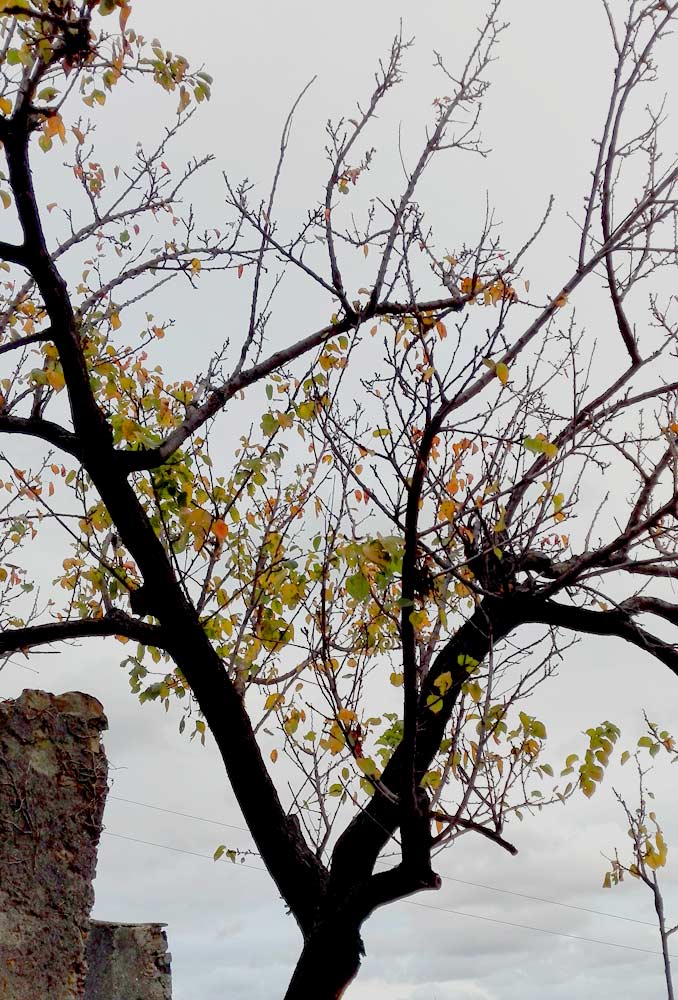Foliage: l'albicocco