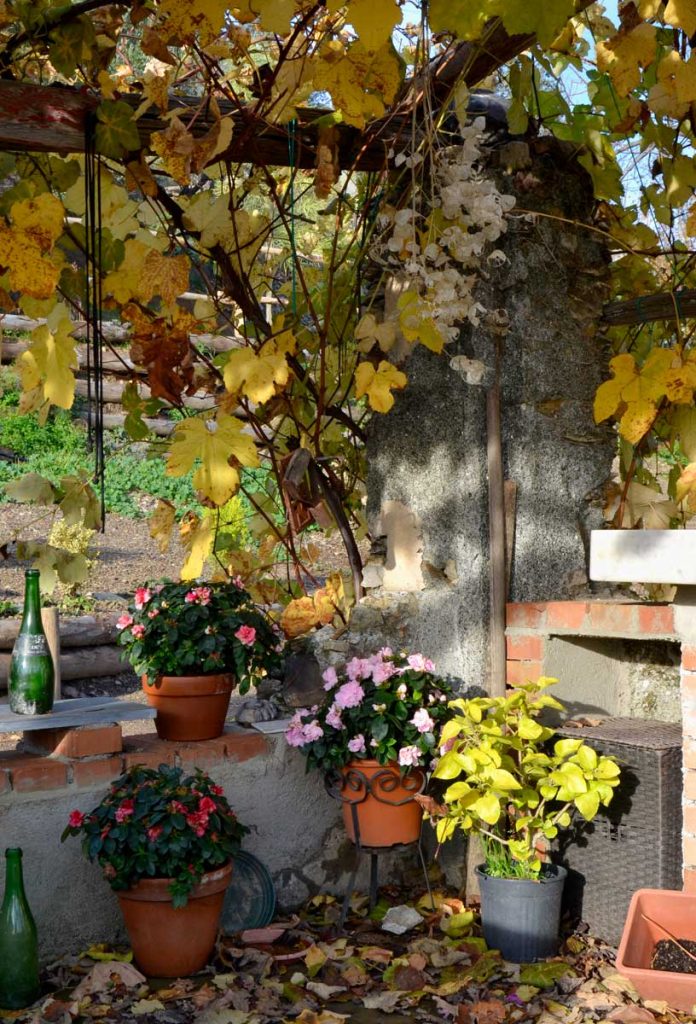 L'angolo con le azalee sulla Cisterna, fine novembre