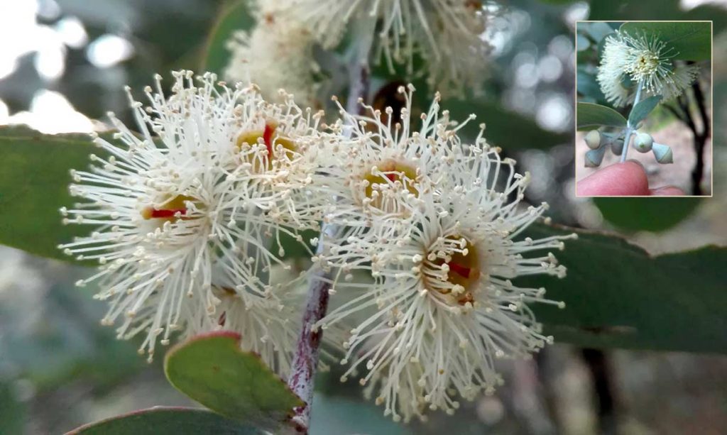 Fiori di eucalipto