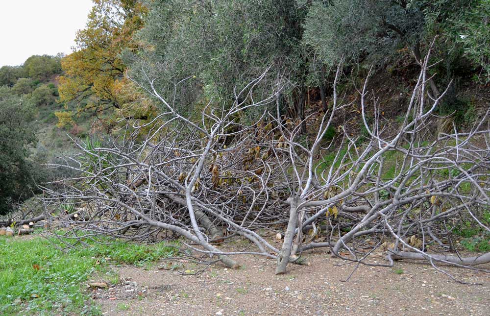 Una parte dei rami di fico eliminati giace sulla Terrazza Spagna