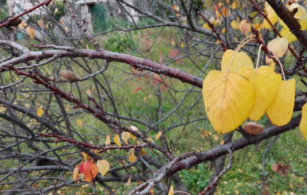 Foliage: nei dintorni di casa