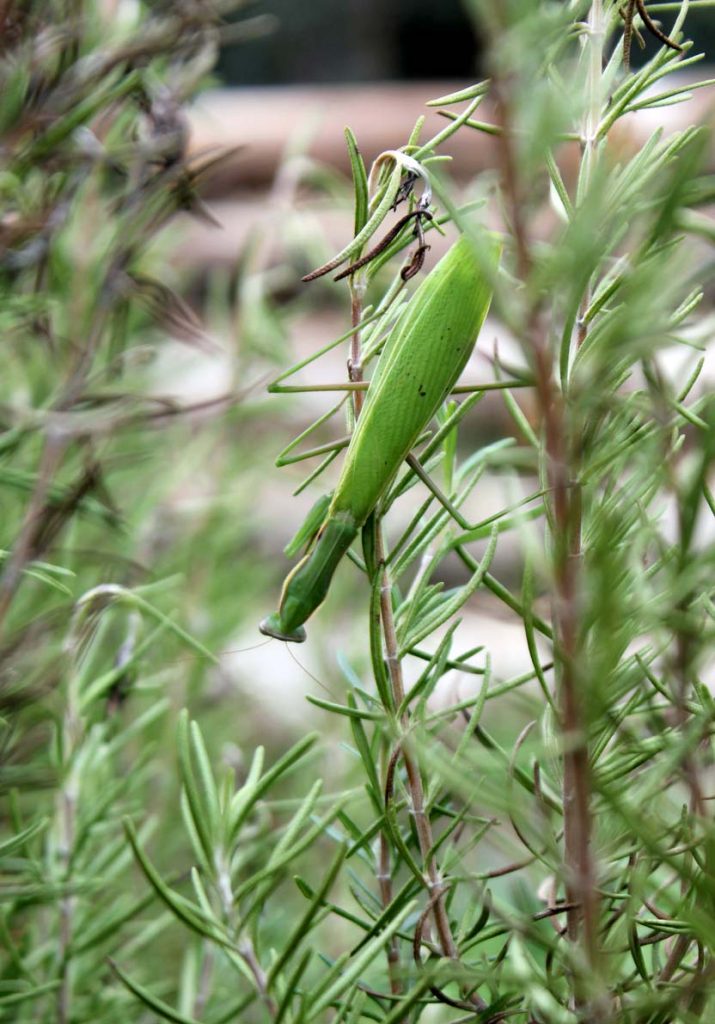 Mantis religiosa fra il rosmarino