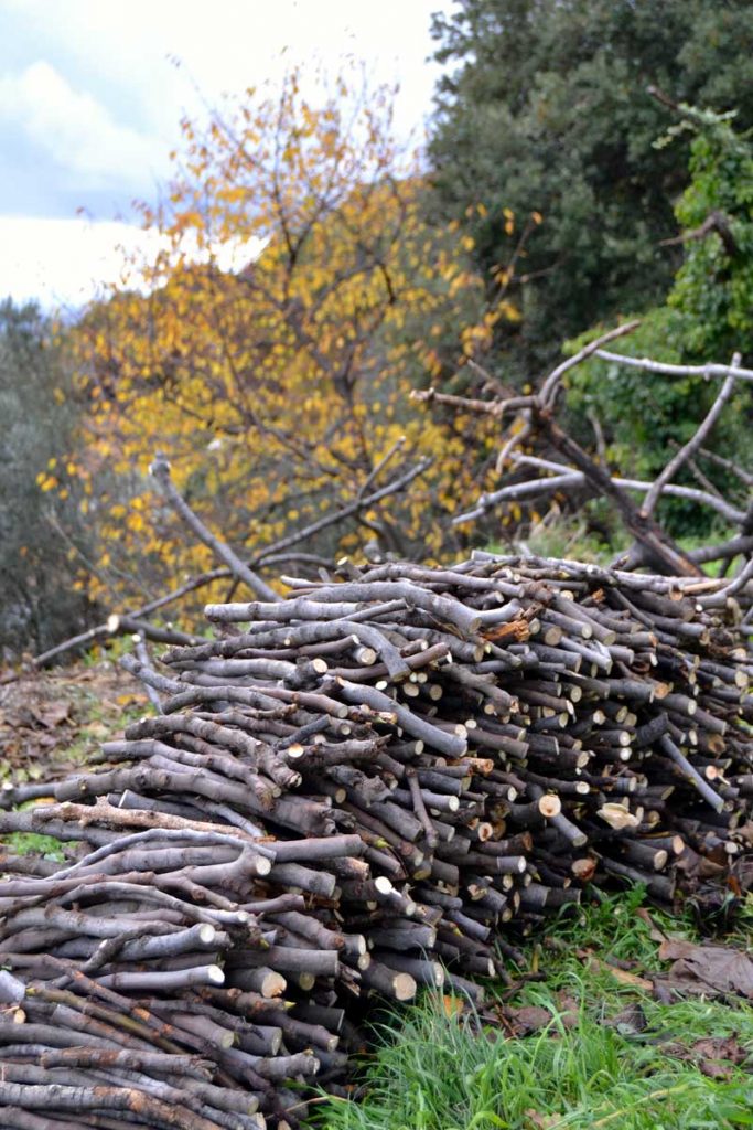 I rami dei fichi pazientemente tagliati per fare legna; sullo sfondo il Bosco, a sud-ovest