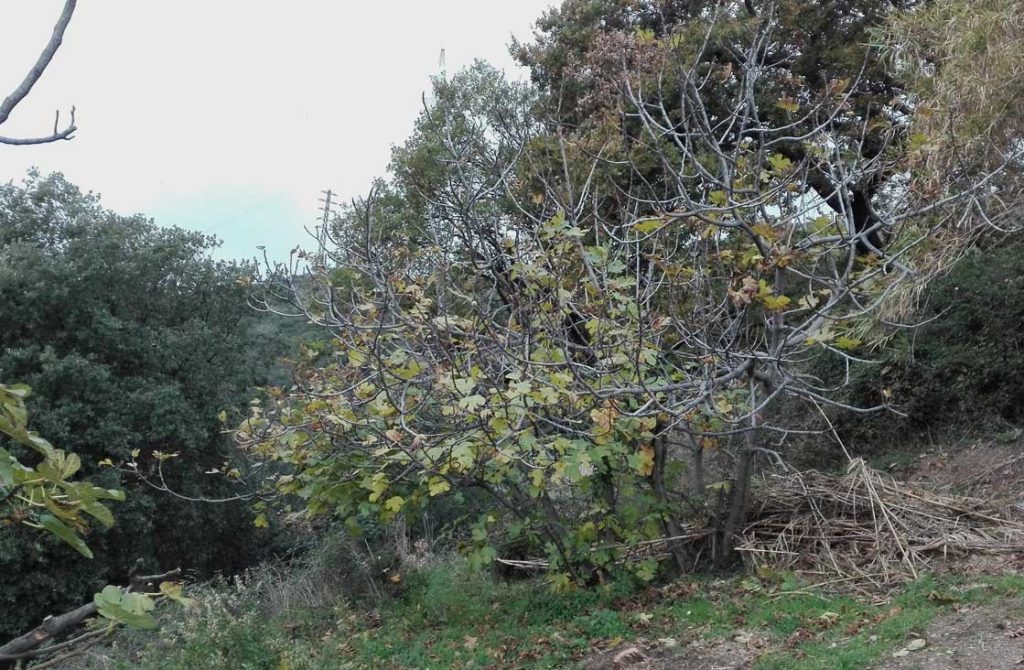 I fichi inselvatichiti sotto la palificata, angolo nord-ovest