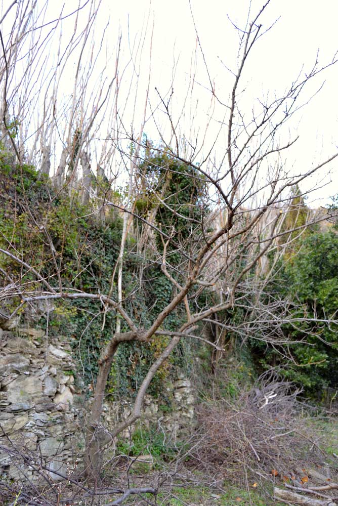 Prunus armeniaca