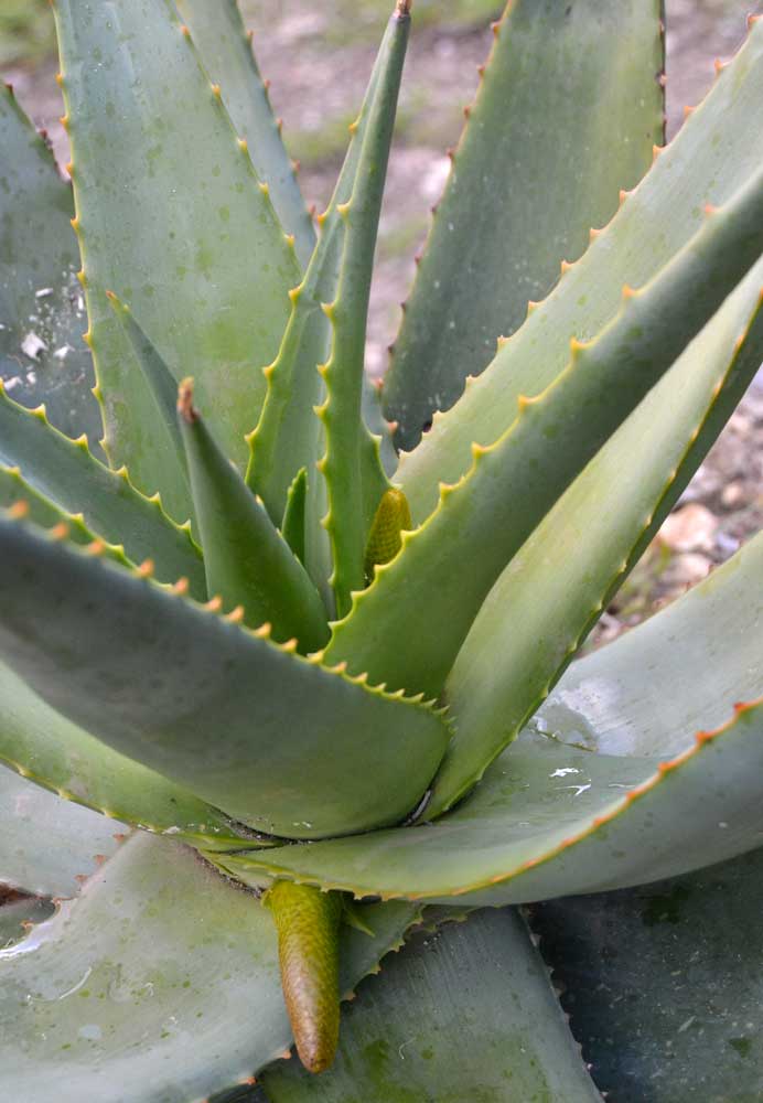 aloe melanacantha