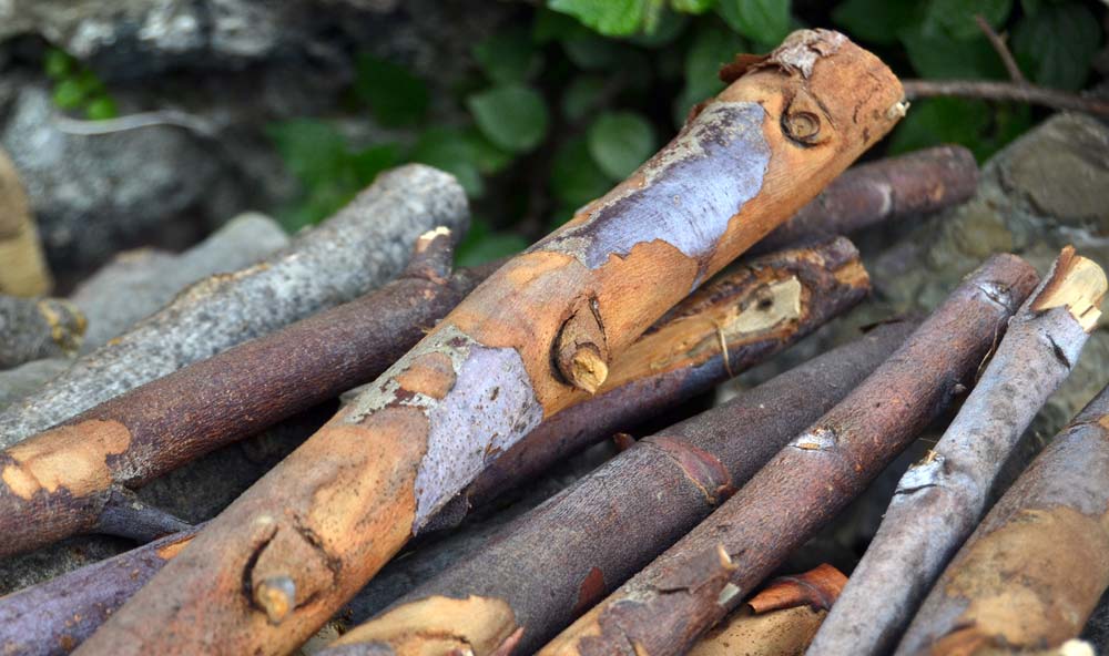 legno eucalipto
