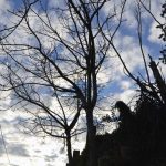 I due noci (Juglans regia) della Passeggiata ora hanno una bella silhouette