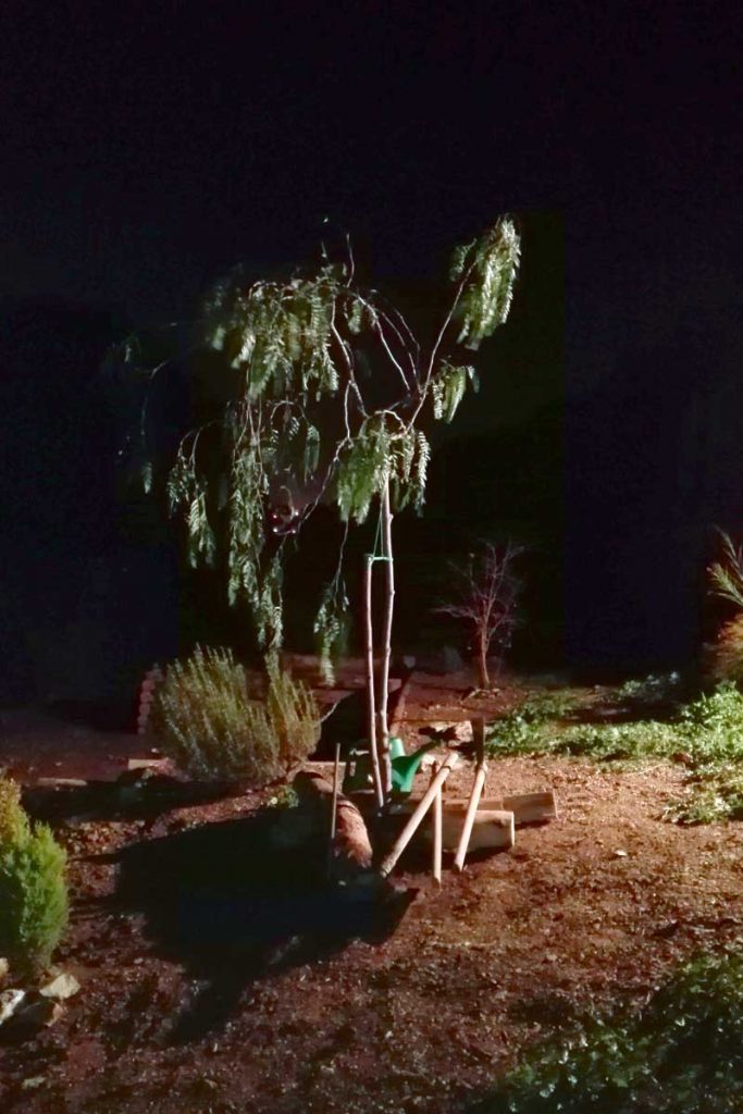 Ore 18 passate, la Vedette Pippo è sistemata in terra, con tanto di concime a lenta cessione. Buona crescita!