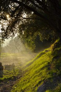 Le Terrazze con la scarpata degli ulivi, verso ovest