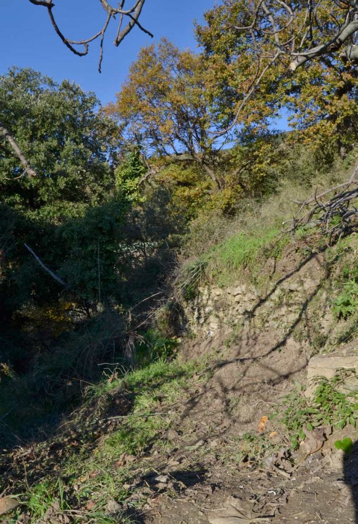 La Fascetta del Bosco, appena iniziata a ripulire