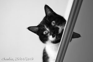 Guarda Charlkie sul mobile Charlie, elegante gattona in bianco e nero