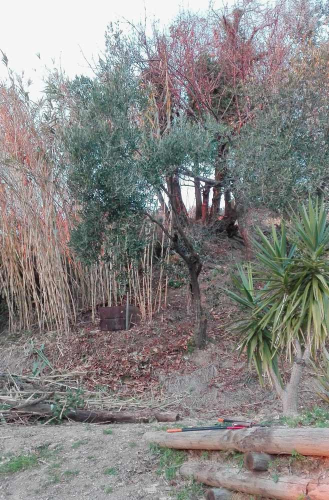 Stato attuale: in primo piano la yucca della Terrazza Spagna, l'ultimo ulivo e, sullo sfondo, il castagno