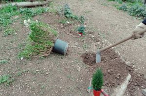 iberis impianto