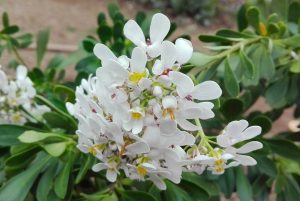 iberis fiore bianco