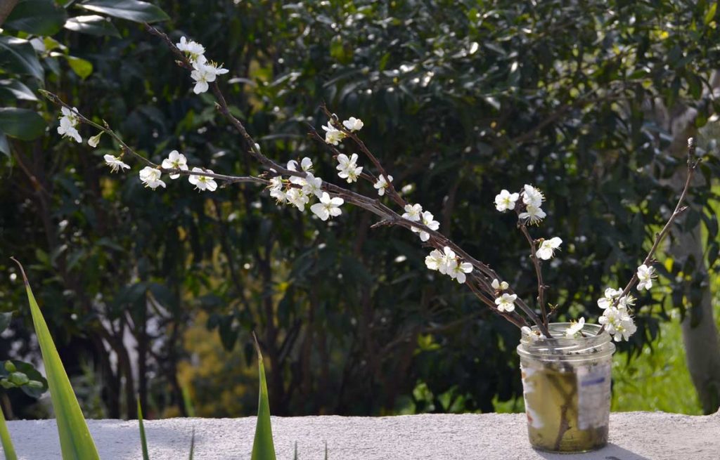 ikebana