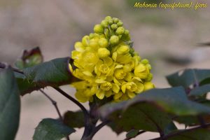 maonia
