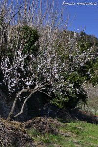 albococco fiore