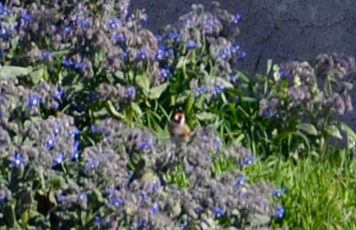 cardellino
