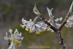 edgeworthia