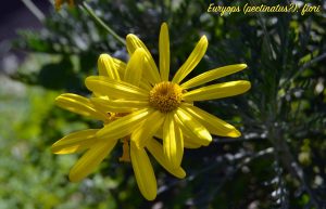 Euryops (pectinatus?), fiori, 9 marzo