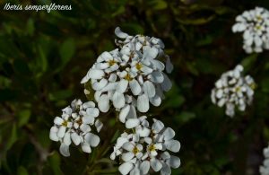 iberis semperflorens