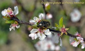 Oxythyrea su fiore