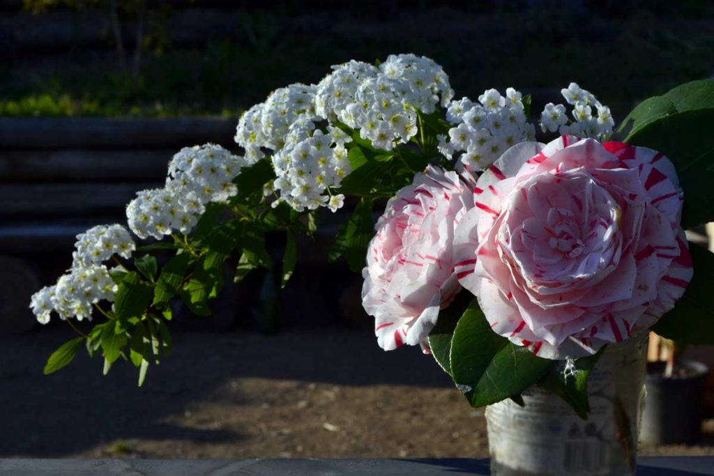 camelia bouquet