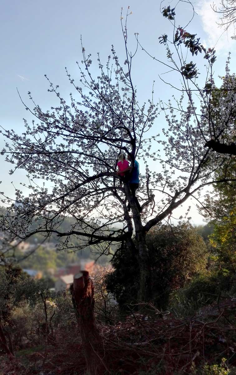 Sul Grande Ciliegio