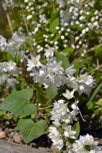 deutzia