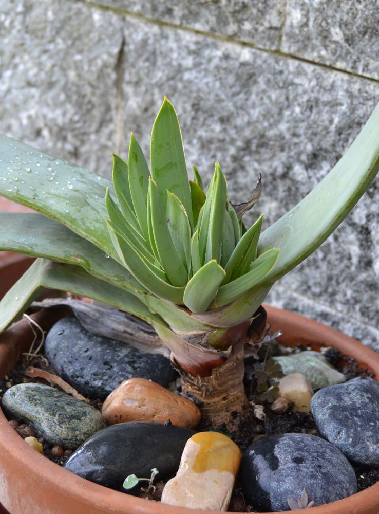 aloe plicatilis