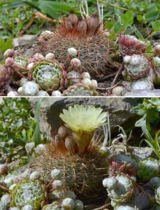 cactus-01