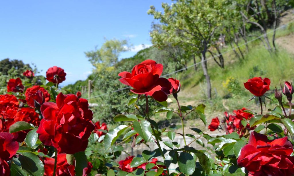 Le magnifiche rose rosse di Tino, con vista su Tuchel