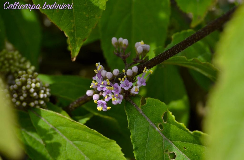 callicarpa
