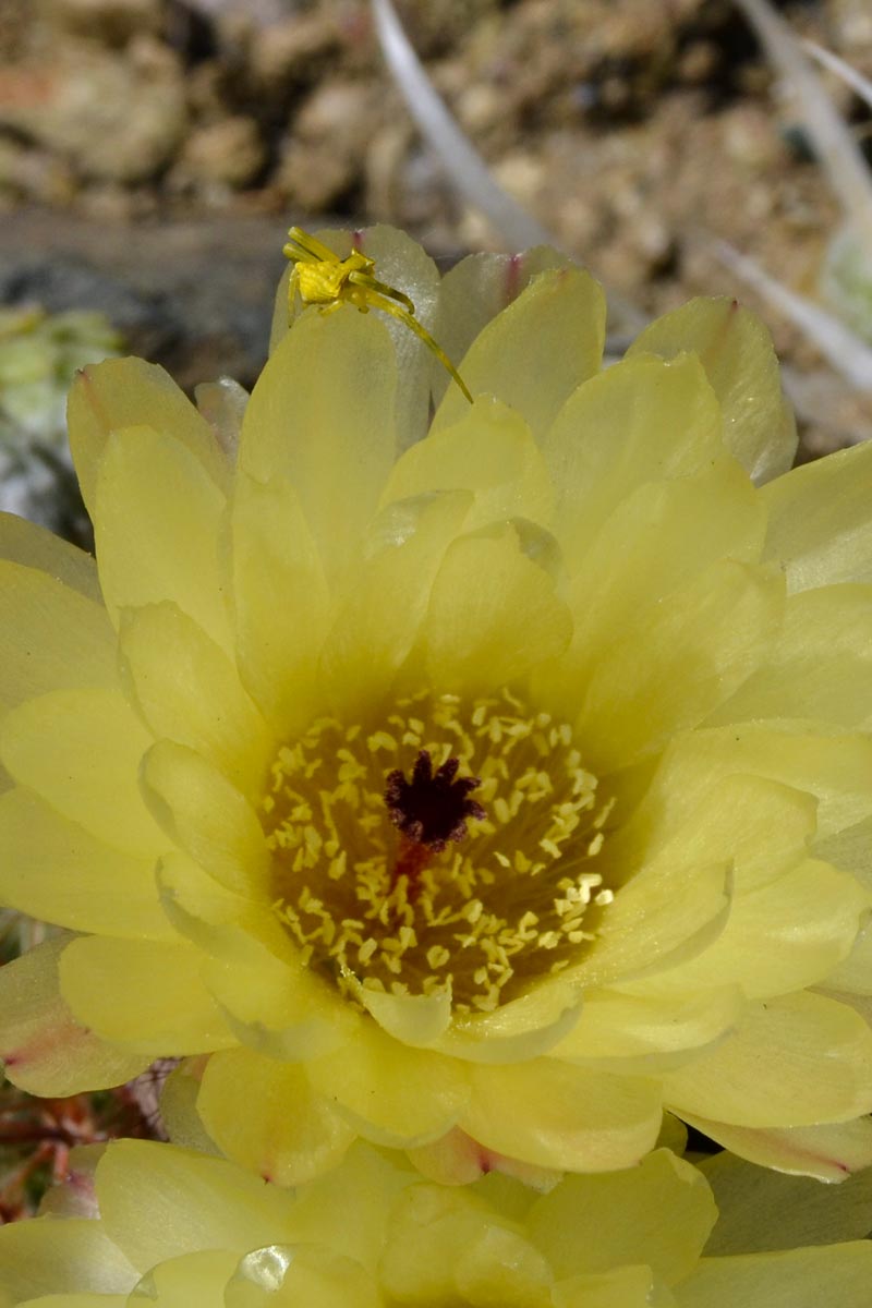 fiore ragno giallo
