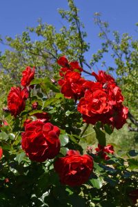 rosa-tino-01