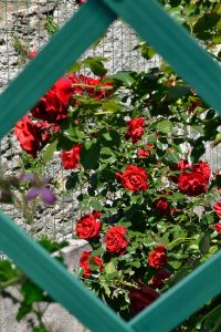 rosa-tino-02
