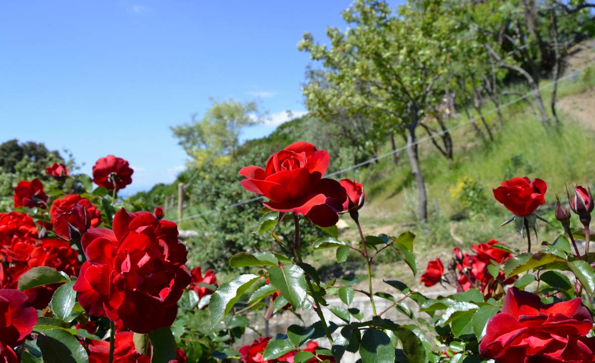 Dal giardino di Tino e Maria Teresa