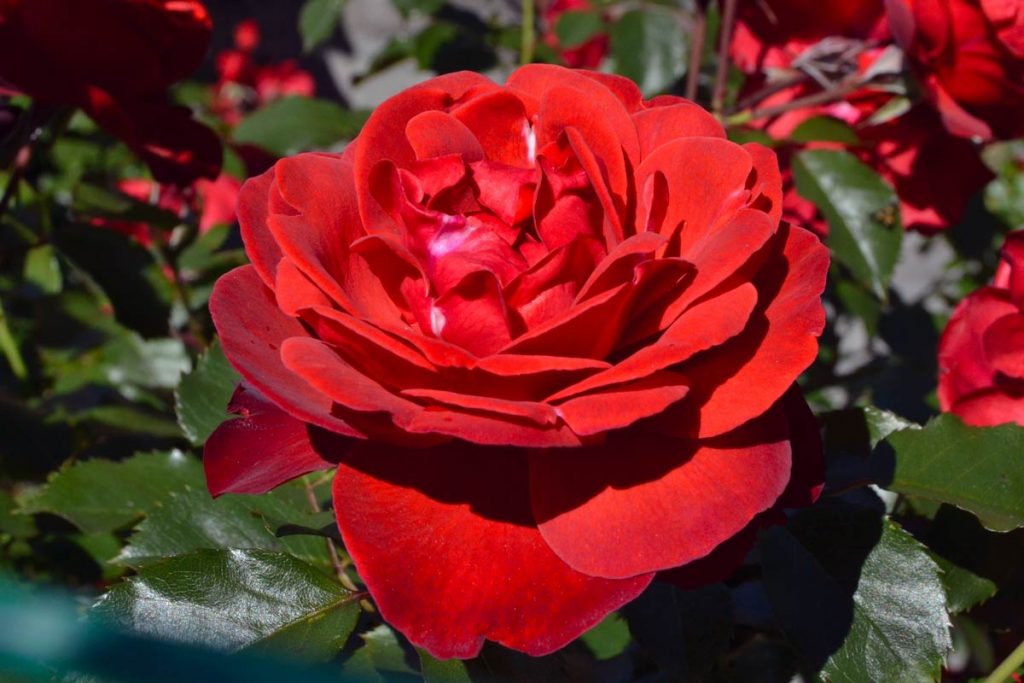 Particolare di una delle grandi rose dai petali vellutati