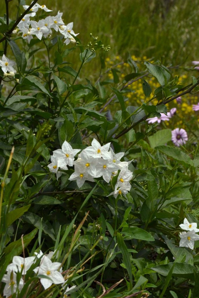 solanum