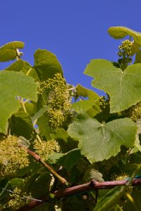 Fioritura copiosissima della vite (uva fragola?) sulla Cisterna