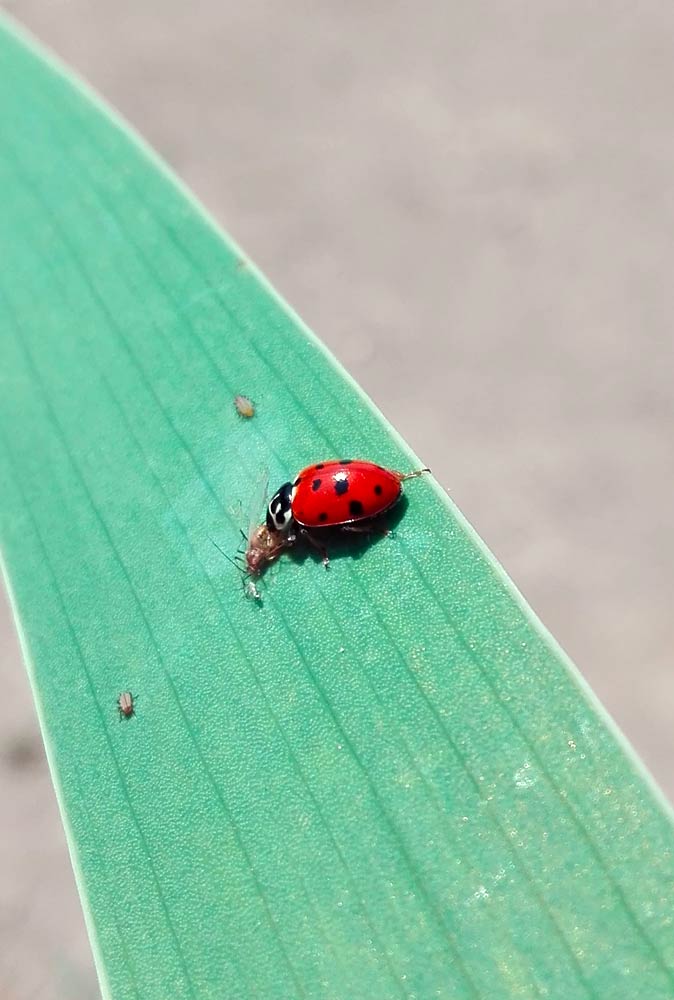 coccinella afide