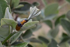 Coppia di coleotteri su Acca sellowiana (feijoa)